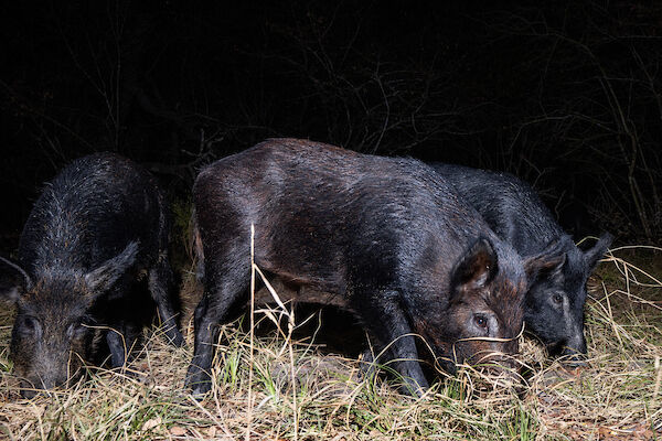 Texas A&M AgriLife develops guide to manage feral hogs in national ...