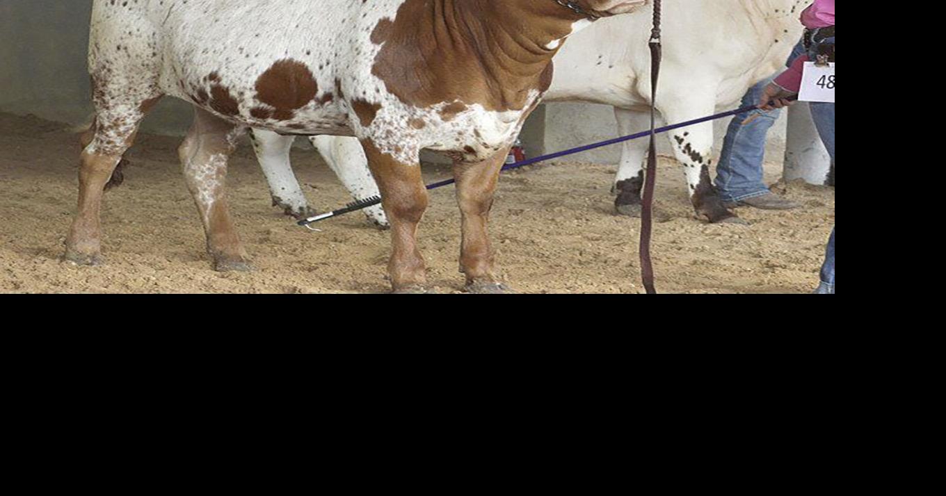 PCLIA Stock Show begins Monday | News | weatherforddemocrat.com
