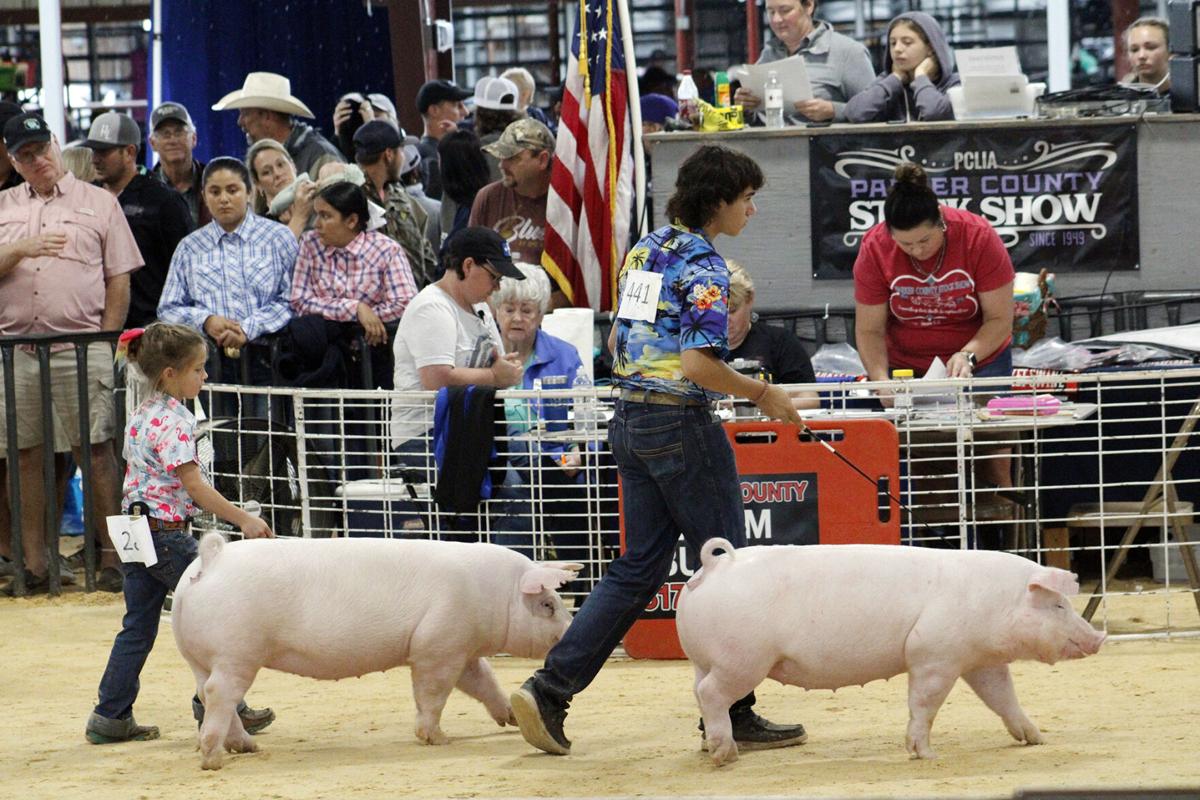 GALLERY Parker County Livestock Show Swine Gallery