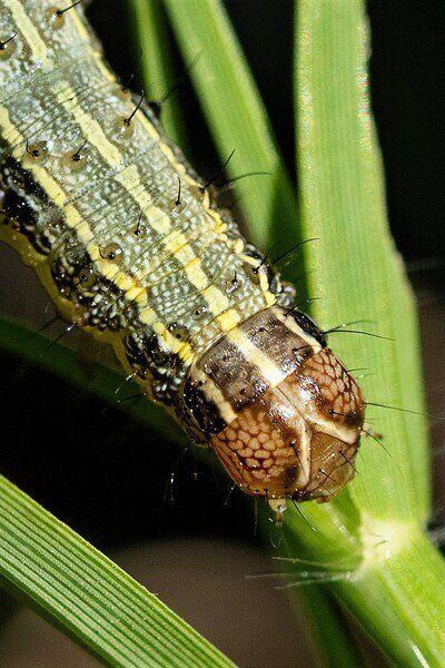 Fall Armyworm Hd The Fall Armyworm: Pest of pasture, hayfields and small grains | News ...