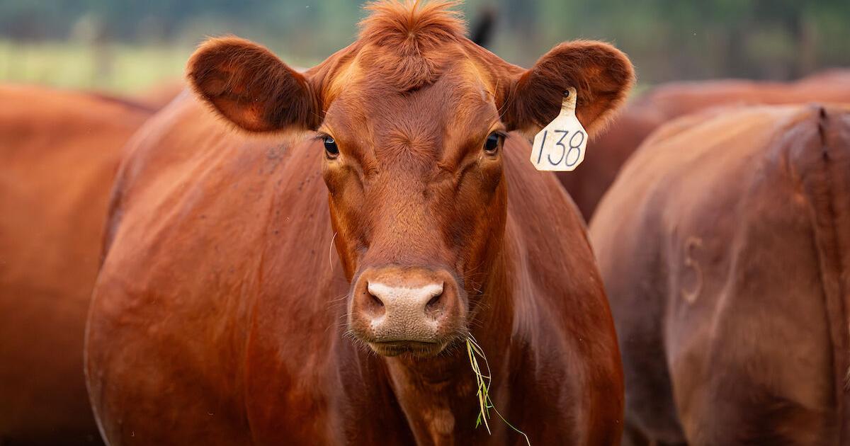 AgriLife Extension offers New World screwworm field guide for cattle producers