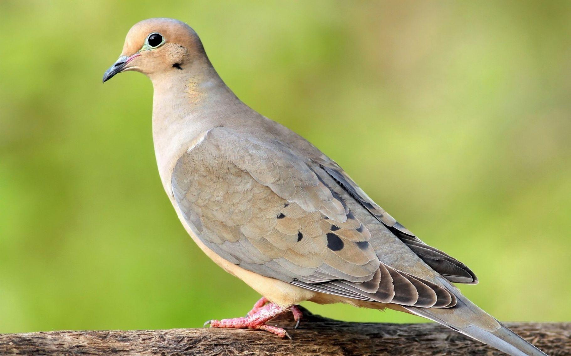 Dove season opens in county Local News