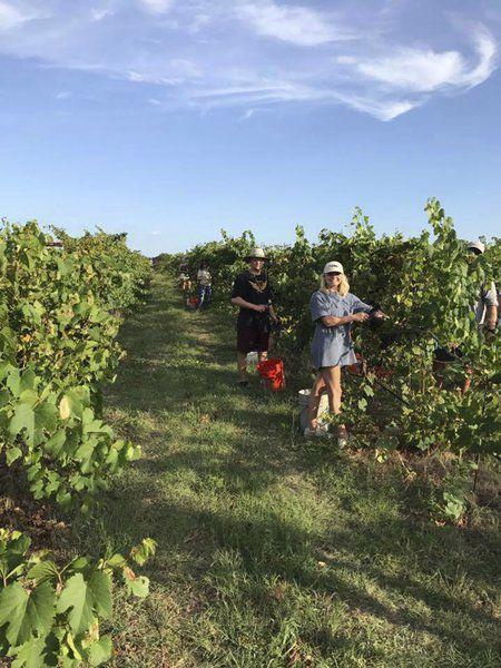 Aledo Festival To Showcase Texas Wine And Local Art Local News