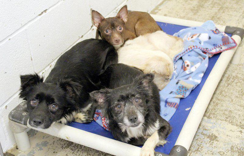 Sixty Dogs Surrendered After Owner S Death Local News Weatherforddemocrat Com