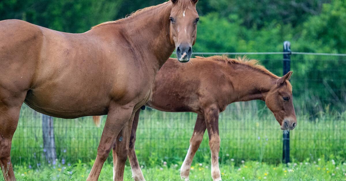 Texas A&M AgriLife launches national equine metabolic health survey