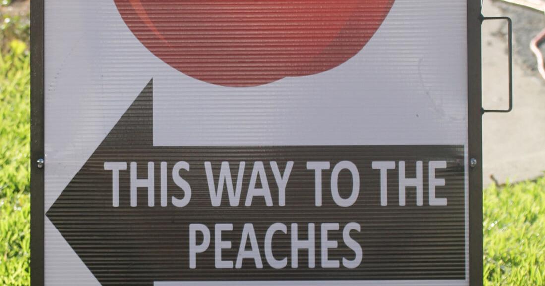 Gearing up for Peach Weekend - Vimarsana News