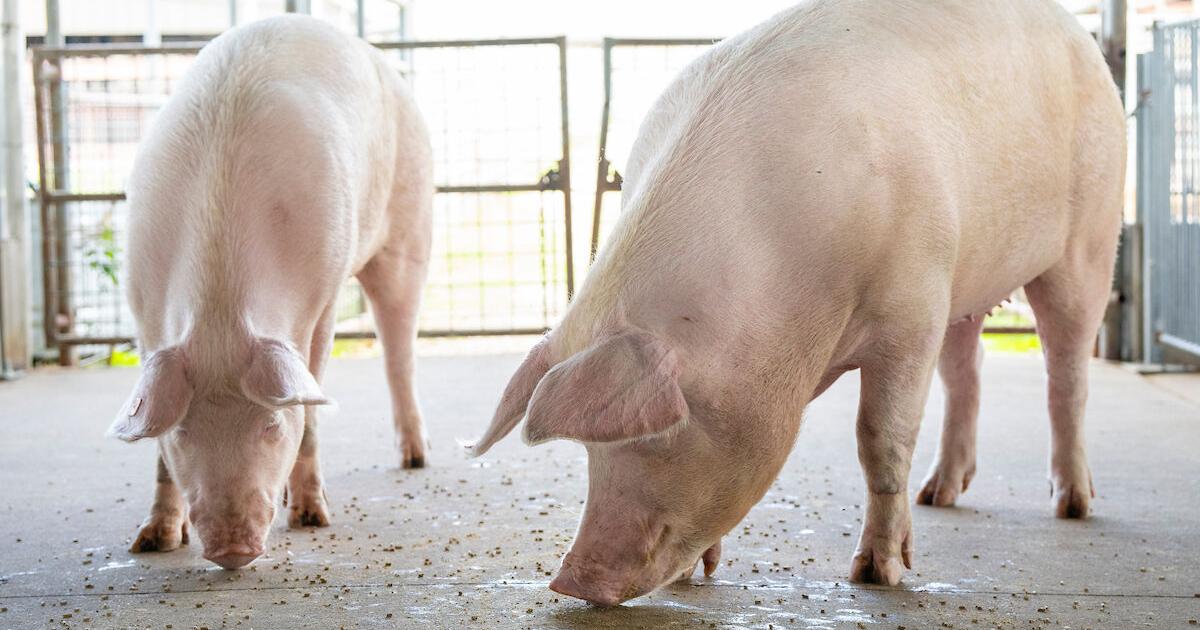 CROP & WEATHER REPORT: Steady pork supplies signal bargains for consumers, puzzle for producers