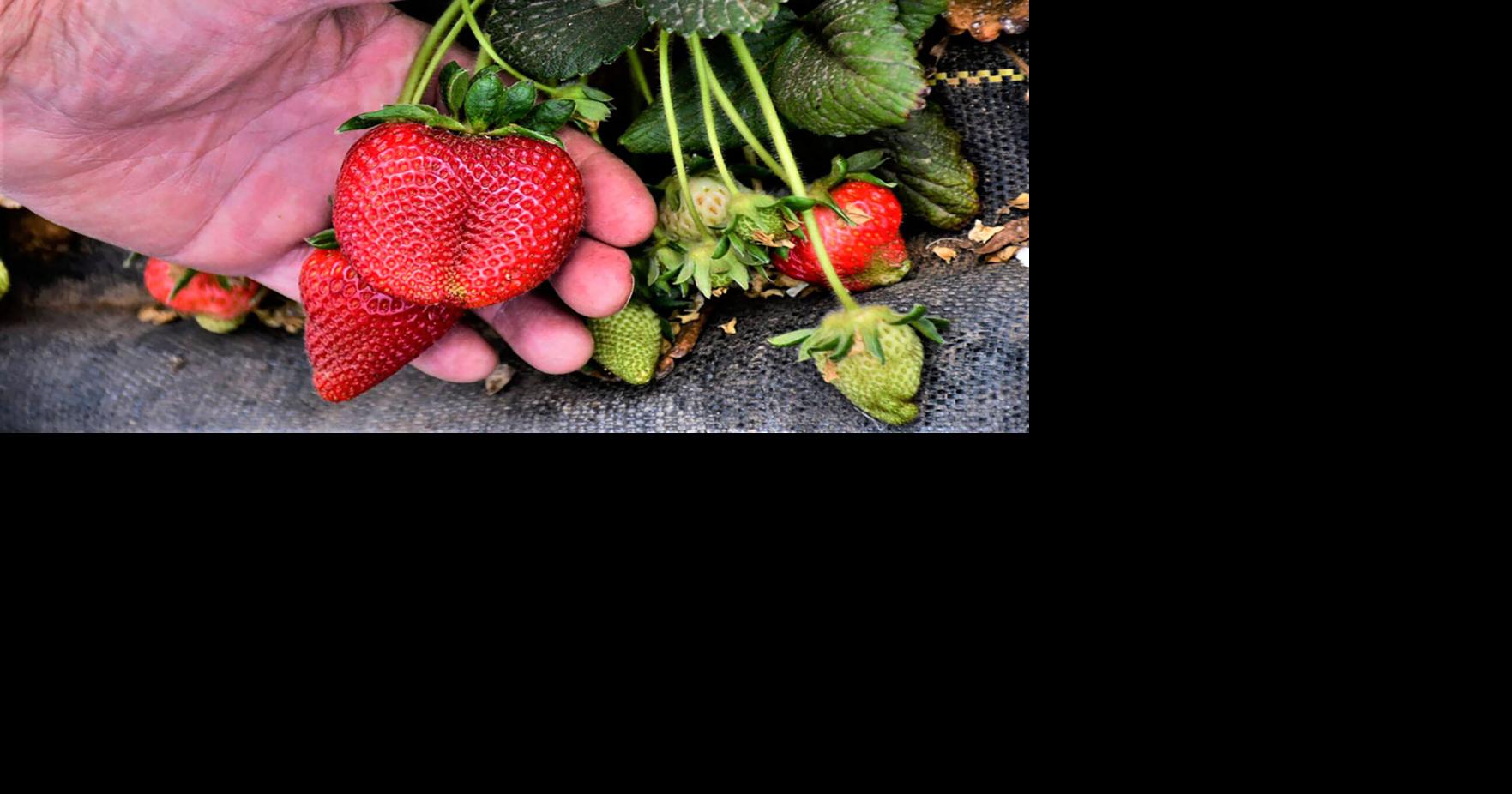 Texas strawberry season better than recent years News