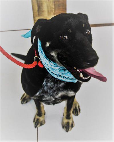 Pet Of The Week Flash Local News Weatherforddemocrat Com