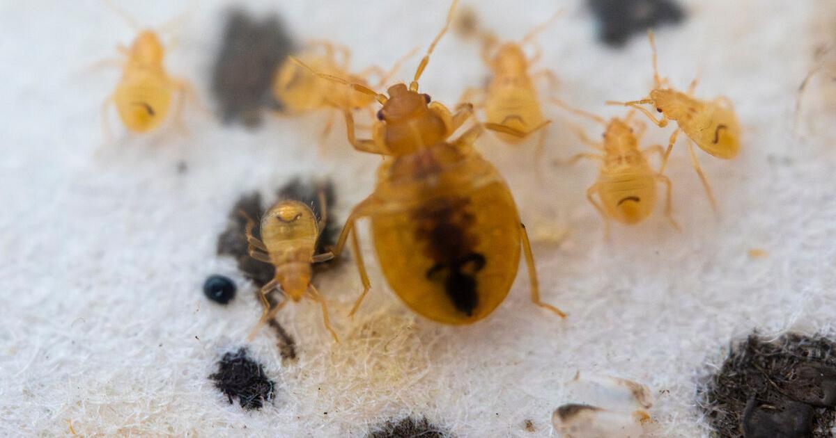 Bed bugs: How to spot them, prevent them and protect your home