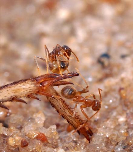 Tawny (Rasberry) Crazy Ant, Nylanderia fulva - Urban and