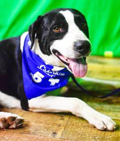 Pet Of The Week Dallas Local News Weatherforddemocrat Com