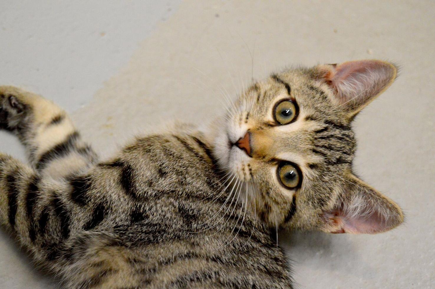 CATstravaganza bound? 10 things all cat owners need