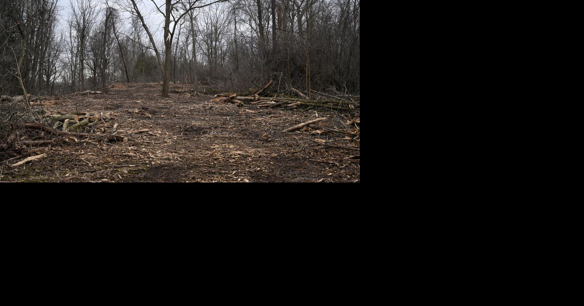 Fokkens questions tree cull on Welland’s Merritt Island