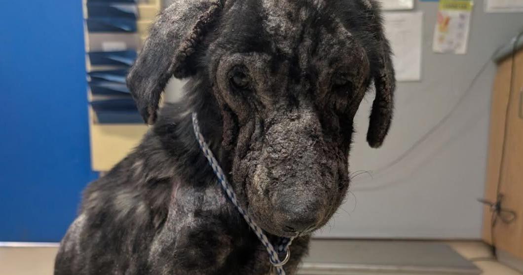 Covered in ticks and suffering mange, severely malnourished 9-month-old dog recovering at Welland shelter