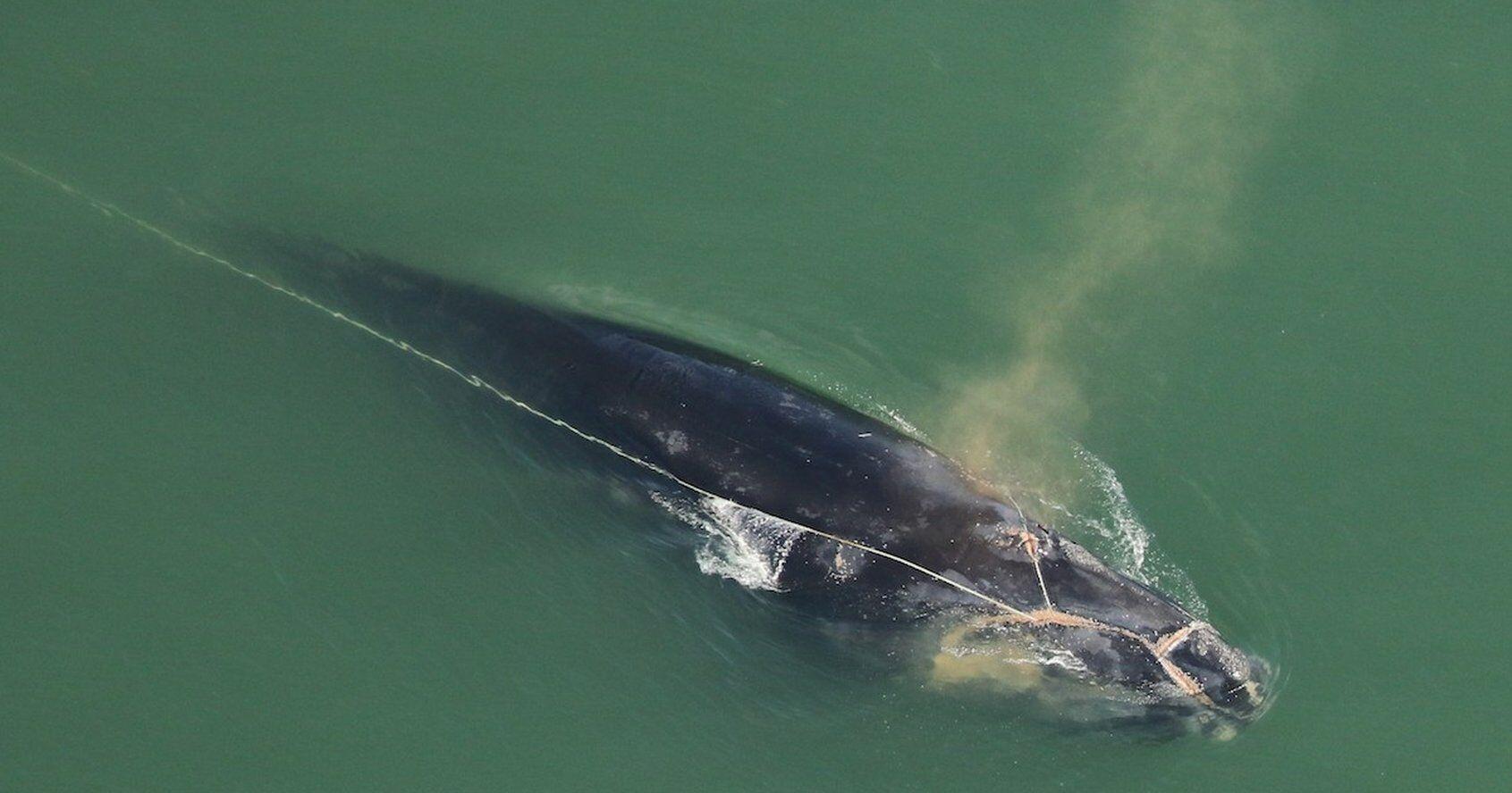Tens of thousands of Canadian marine animals killed or maimed by  ghost gear  
