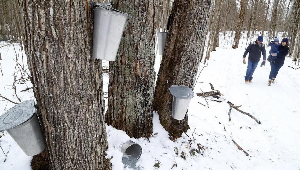 McLean Buckhorn Maplefest cancelled again due to pandemic