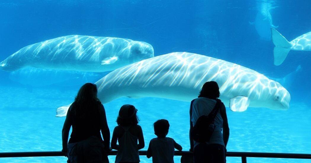 Niagara Falls mayor, MPP react to plan to export Marineland's whales and dolphins