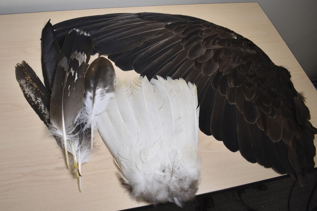 Poachers Are Exploiting The High Demand For Eagle Feathers That Are ...