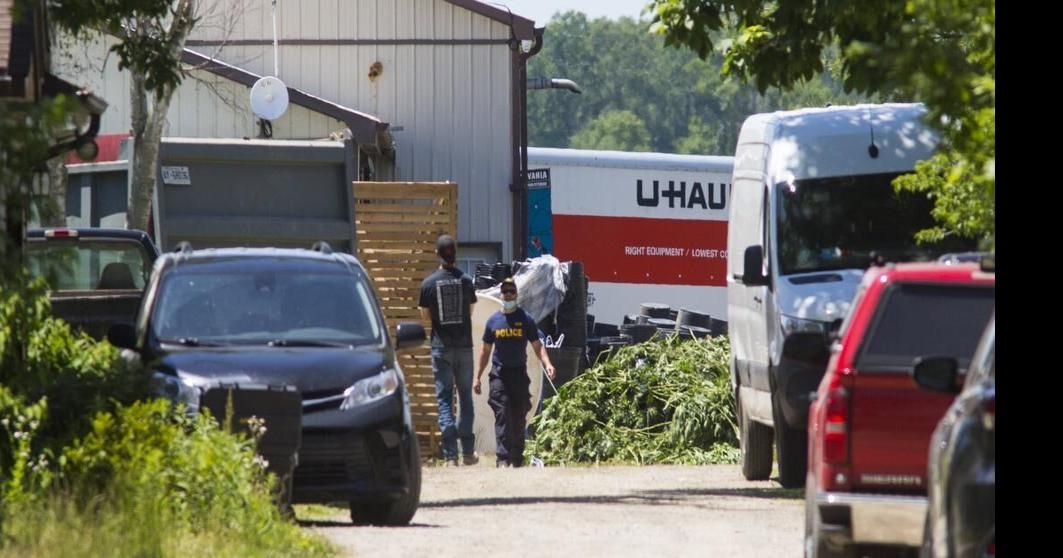 Opp Seize More Than 5m Worth Of Cannabis At Wainfleet Grow Operation 