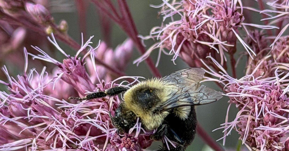 Маленький сорт Joe Pye weed: как голландский селекционер адаптировал гигантское растение для небольших садов