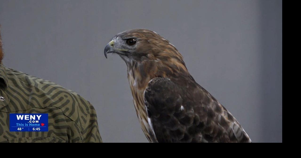 Tanglewood Tuesday: Meet Hank the Red-Tailed Hawk | News | weny.com