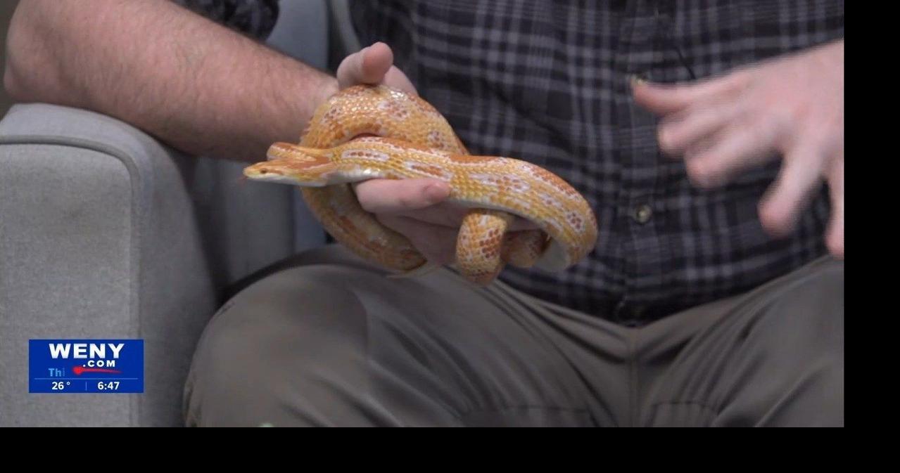 Tanglewood Tuesday: Meet Tic Tac the Corn Snake | | weny.com