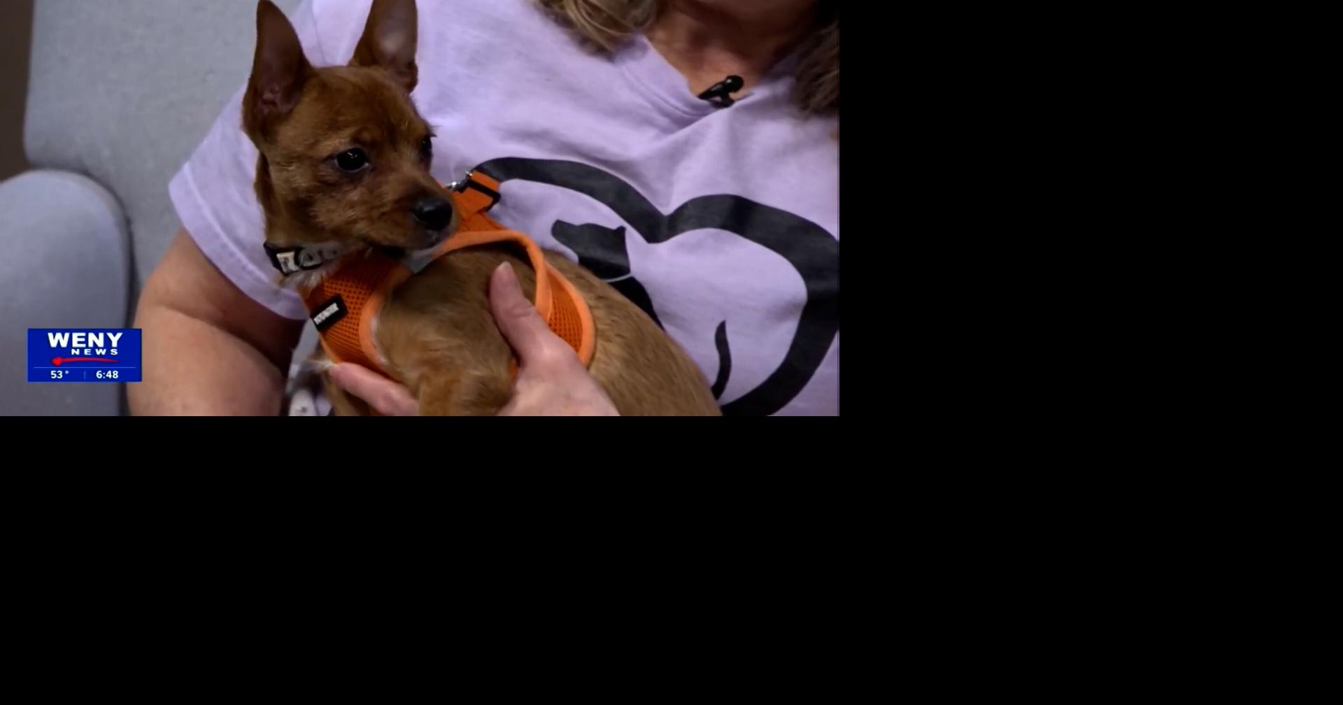 Meet Remy, WENY’s Pet of the Week from Pawz and Purrz! | Pet of the ...