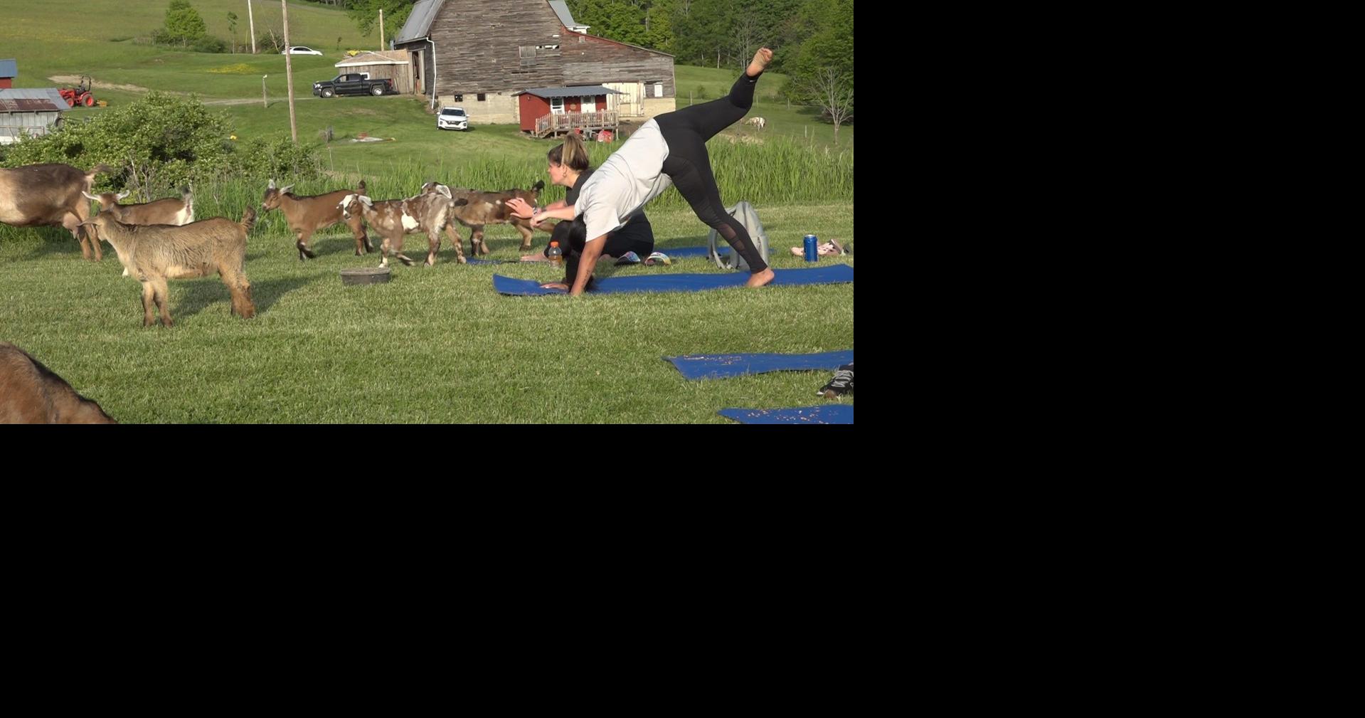 Goat yoga and its benefits | | weny.com