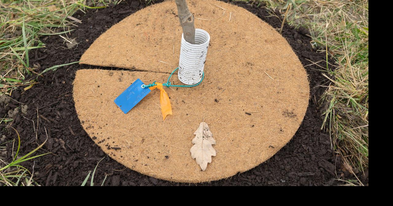 Cornell Botanic Gardens finding new ways to fight invasive species ...