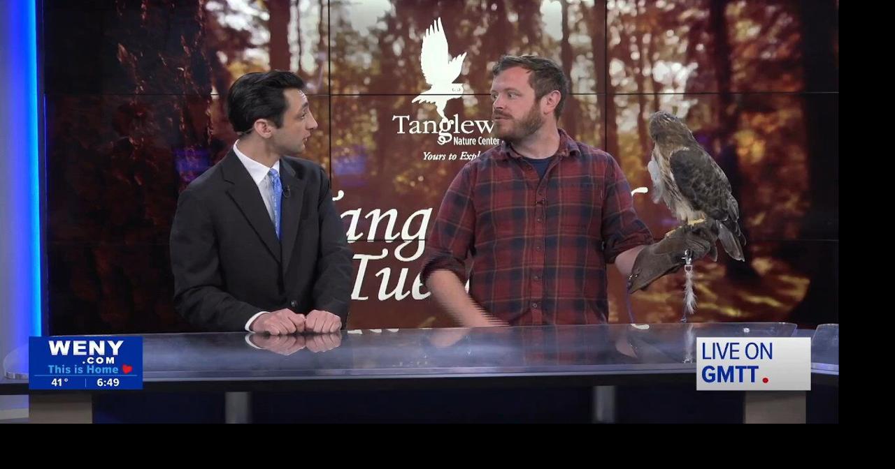 Tanglewood Tuesday: Meet Hank the Red-Tailed Hawk