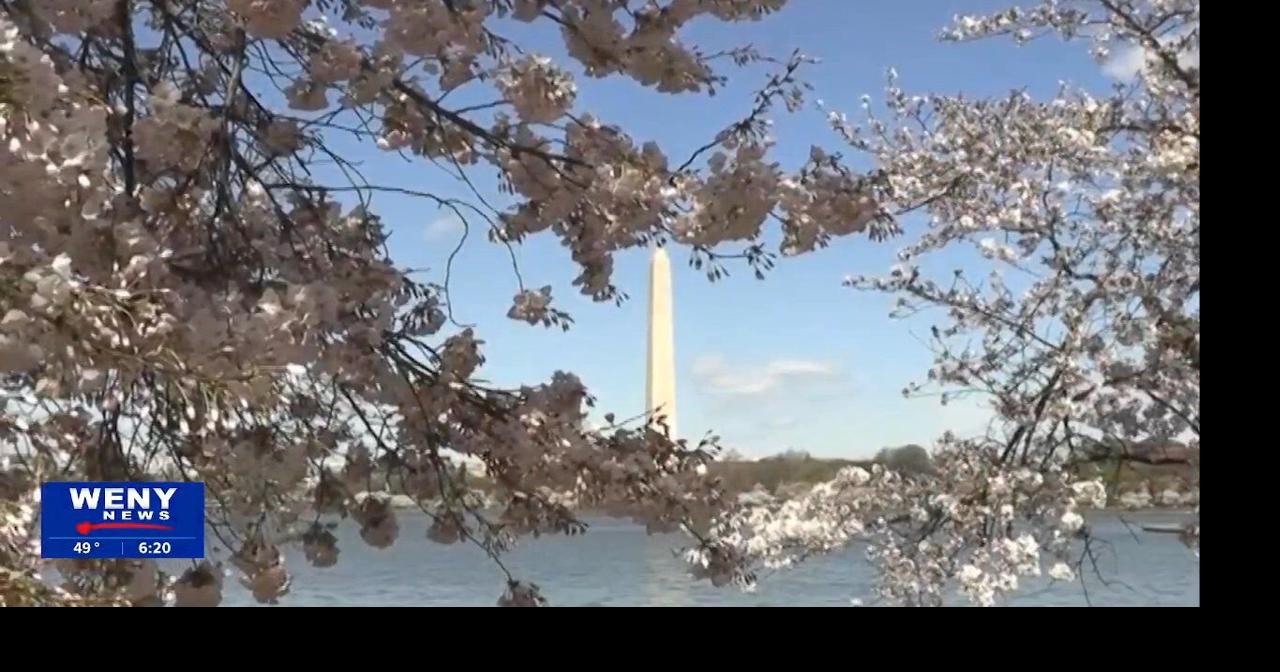Peak Bloom for DC Cherry Trees, Including Hundreds of New Additions ...