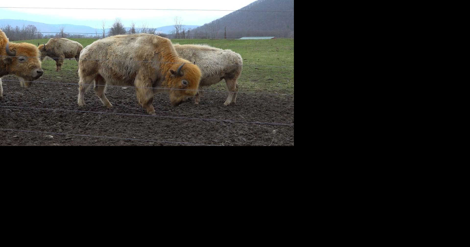 Mud Creek Bison Ranch unveils new event space | | weny.com