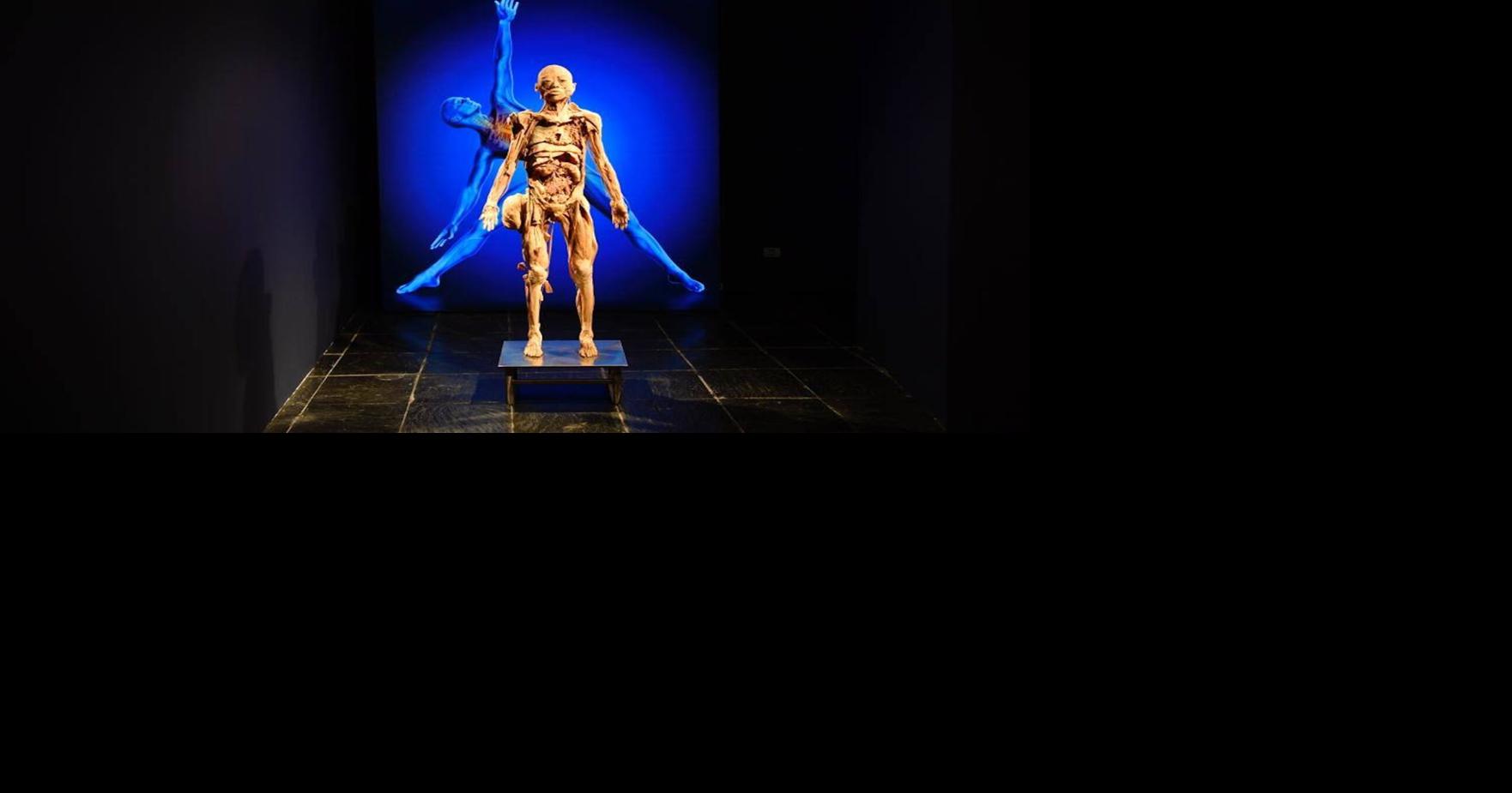 See How the Body Works at Denver Pavilions exhibit