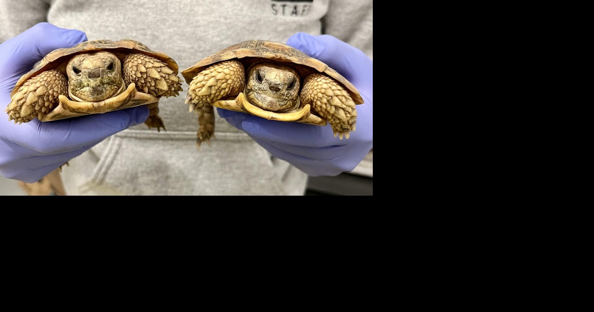 Displaced SeaQuest creatures find new homes at zoo and aquarium in ...