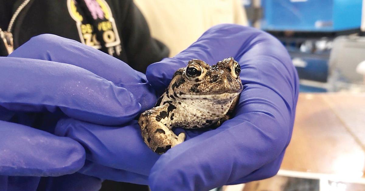 Denver Zoo, state partner to boost toad numbers | Archives ...