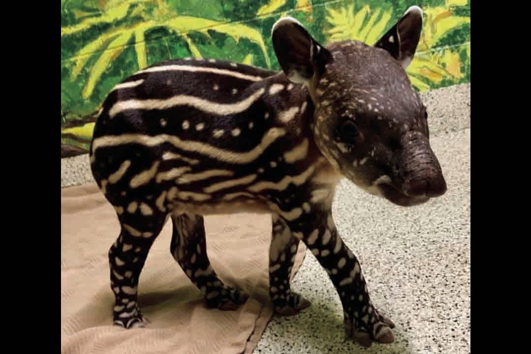 Rare South American tapir born at Wildlife World Zoo | Online Features |  