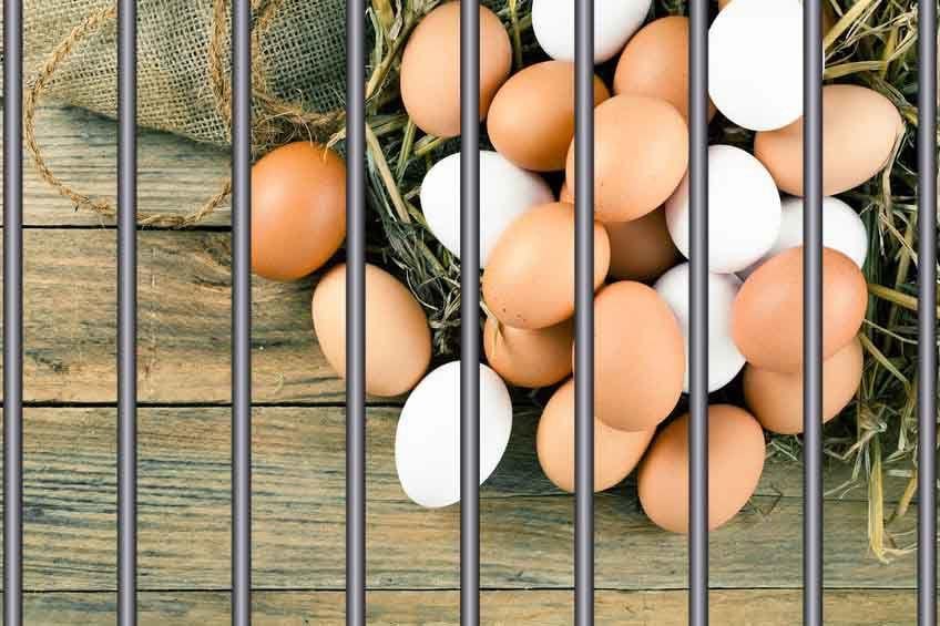 Inmates cooped up at Hickman’s Family Farms News