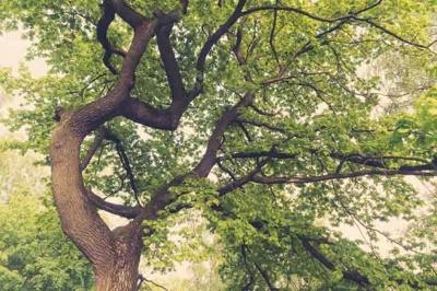 Ancient oaks leafy treetop