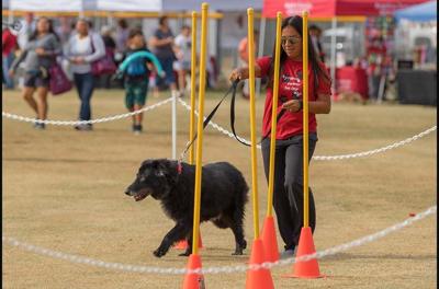 Wag & Tag Pet Expo returns to Goodyear | Online Features ...