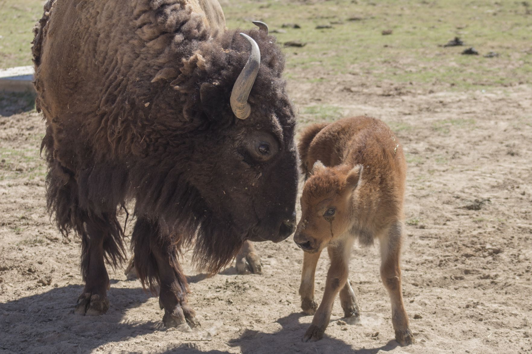 Bison born at Wildlife World Zoo | News | westvalleyview.com