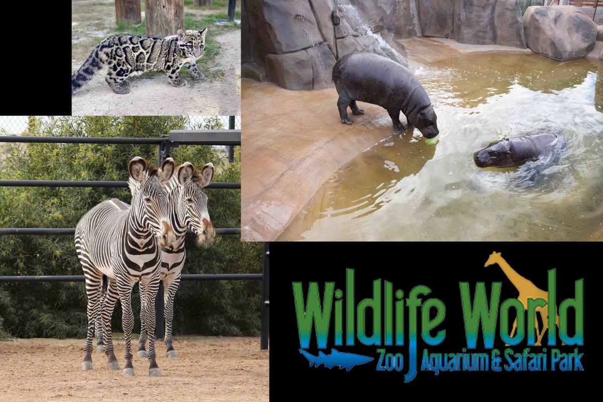 Wildlife World Zoo, zoo and aquarium