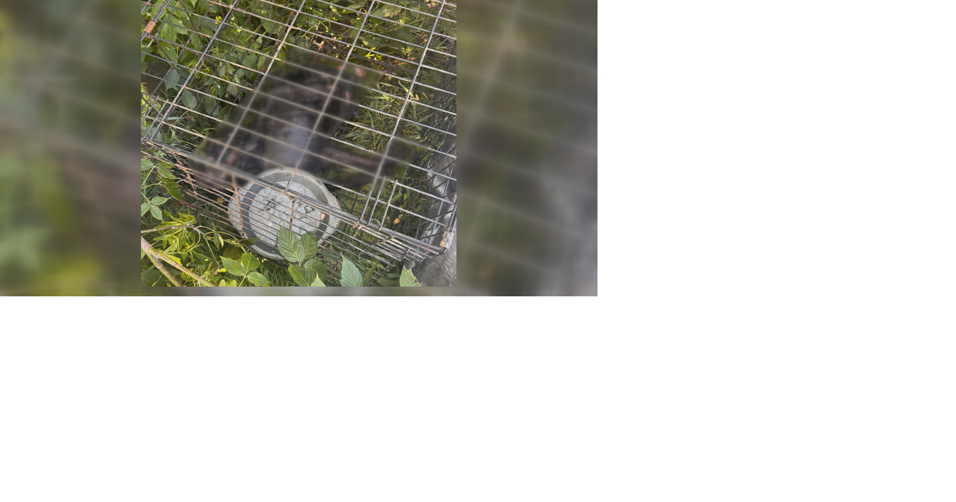 Warrant out for Sharon couple charged with felony animal cruelty