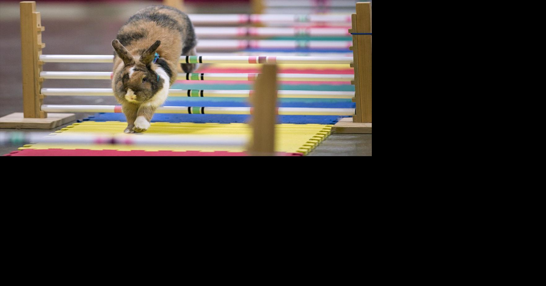 ‘Bunny Hop’ showcase hops on Saturday in Mercer County