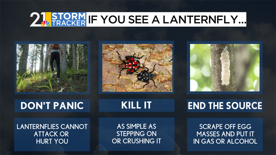 Weather 101: A look at the Valley's newest invasive insect | Archives ...