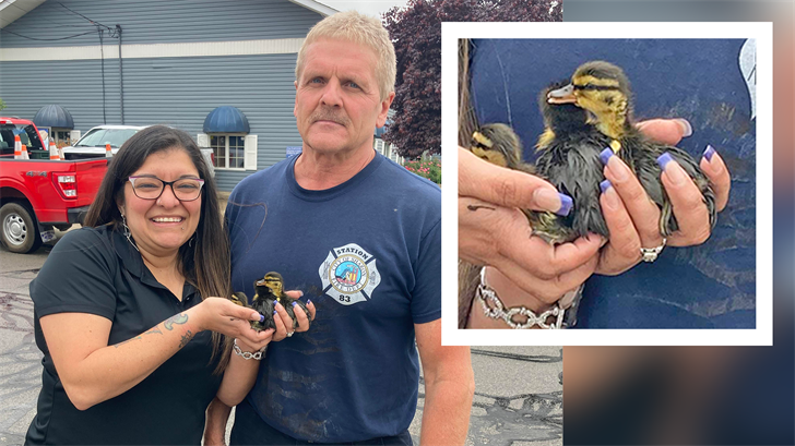Ducklings safely rescued from Sharon storm drain | Archives | wfmj.com