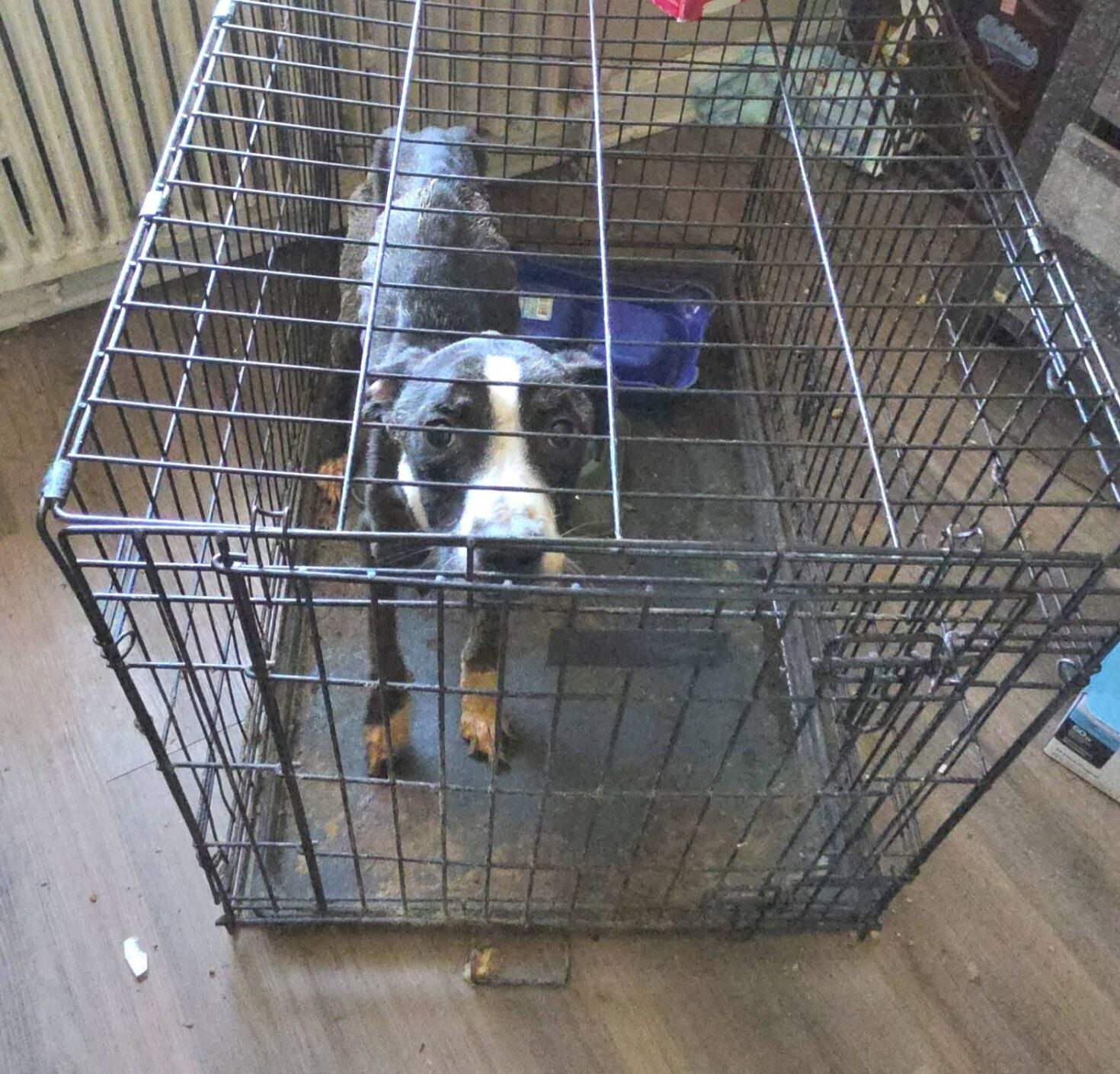 Two dogs, one cat found emaciated in Warren apartment, taken to shelter ...