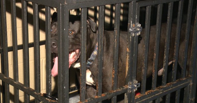 Contract termination leaves nowhere to house Warren abused and stray dogs