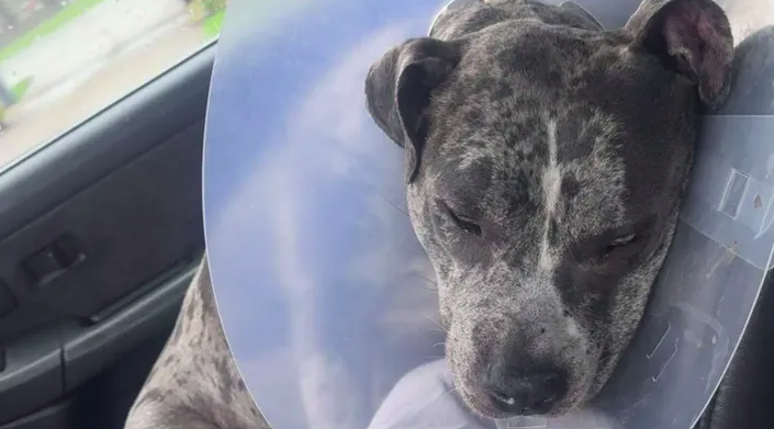 Dog dies after being shot by Farrell Police; Chief says dog charged ...