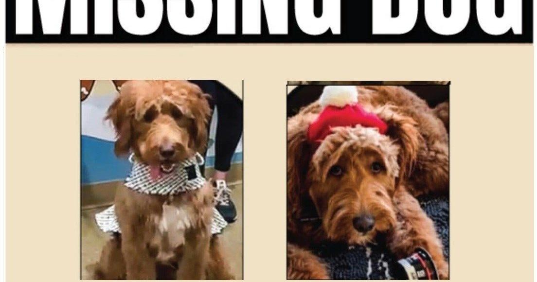 Drone company to match reward for Phantom Fireworks owner's missing dog ...